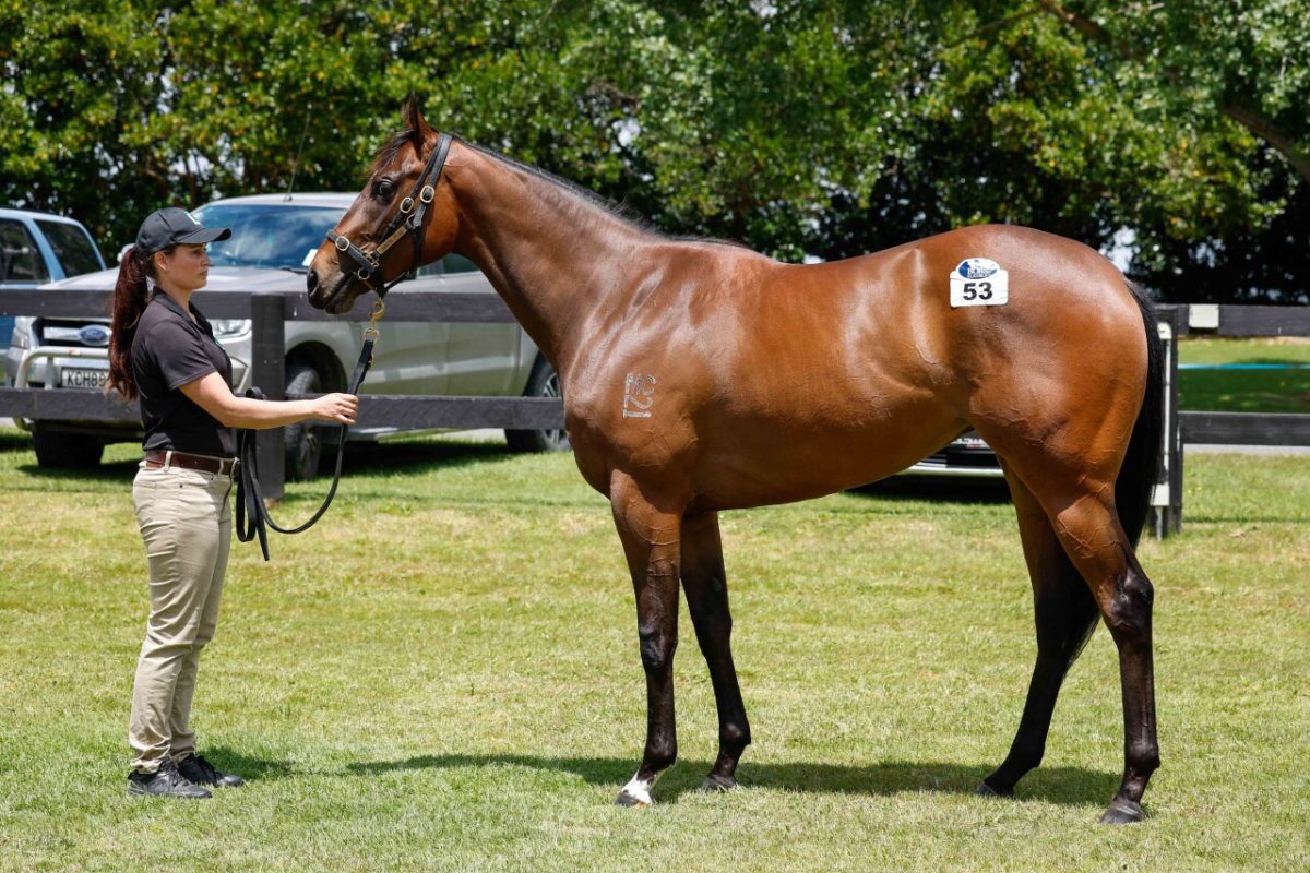 I Am Invincible – Lubiton Filly