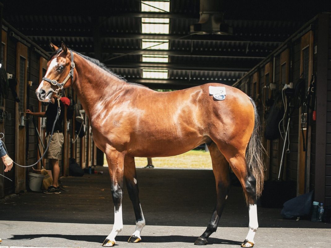 Dundeel X Fiendish Colt