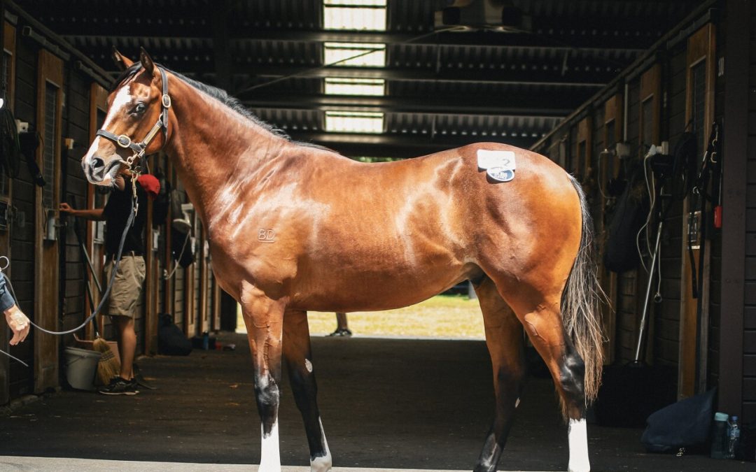 Dundeel X Fiendish Colt