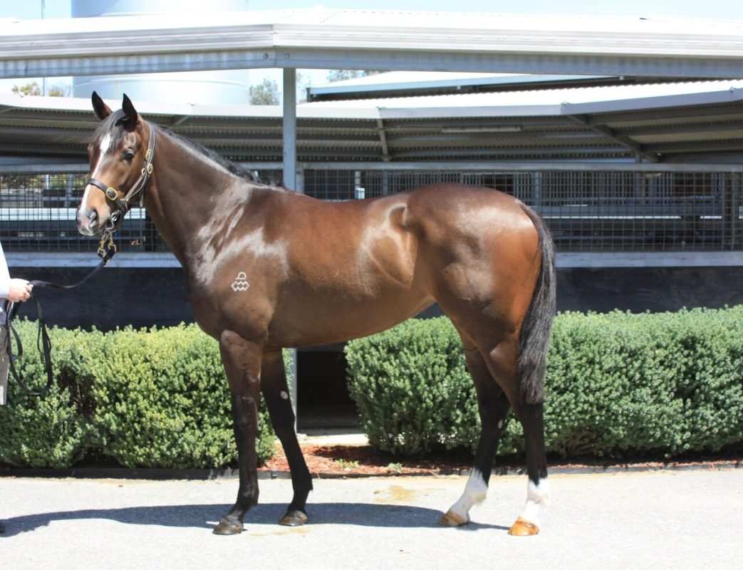 The Autumn Sun X Gravity Zero Filly