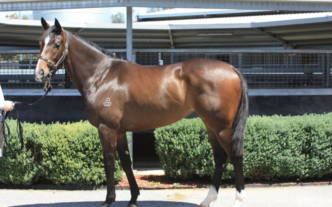 The Autumn Sun X Gravity Zero Filly