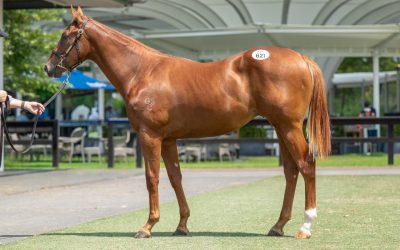 ‘I’m busting to buy a Group 1 colt’ – Price backs Extreme Choice again at Classic